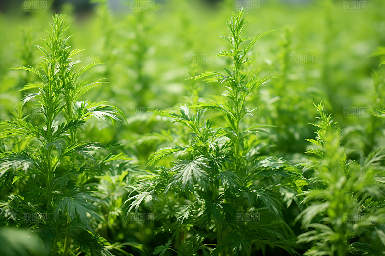 艾草蒿草糯叽叽摄影图