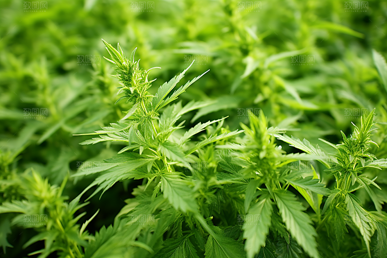 艾草中式糕点蒿草摄影图