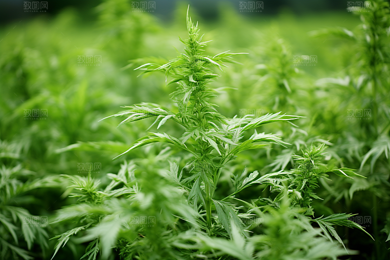 艾草蒿草艾叶摄影图