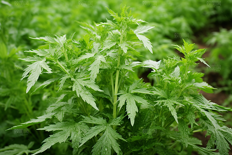 艾草糯叽叽糯米团摄影图