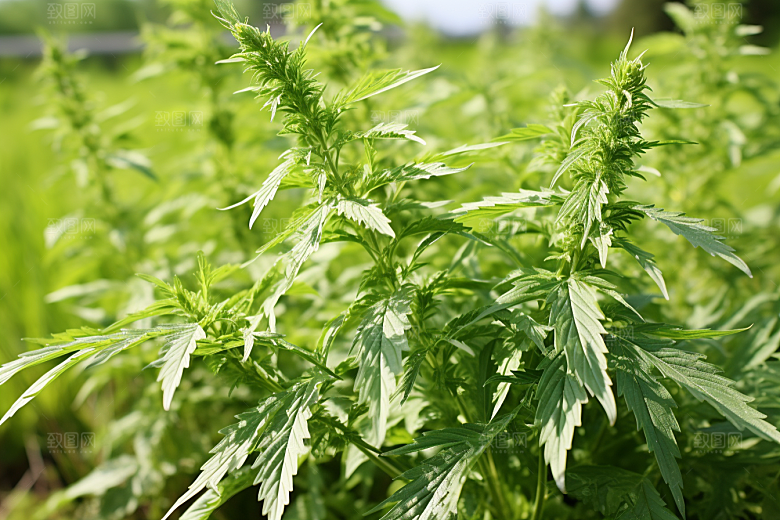 艾草传统文化艾叶摄影图