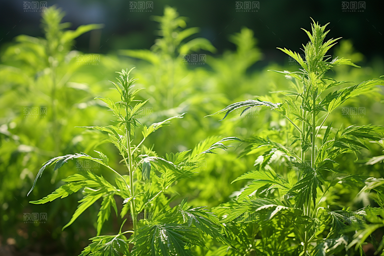 艾草糯米团清明摄影图