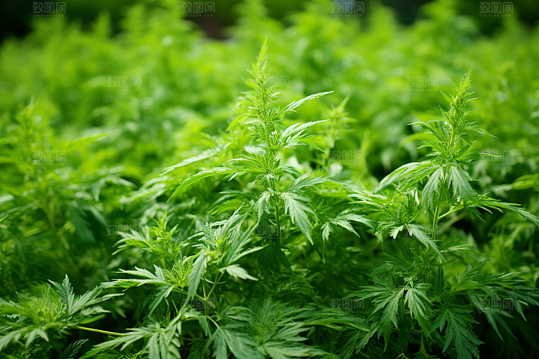 艾草清明中式糕点摄影图