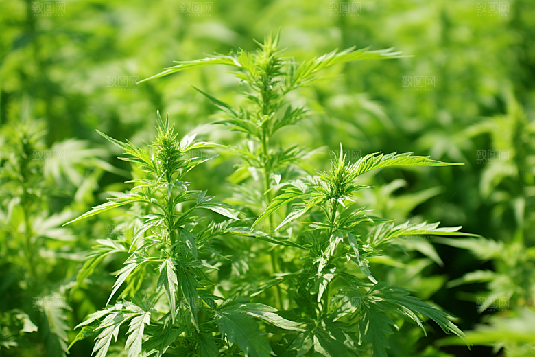 艾草艾叶清明摄影图