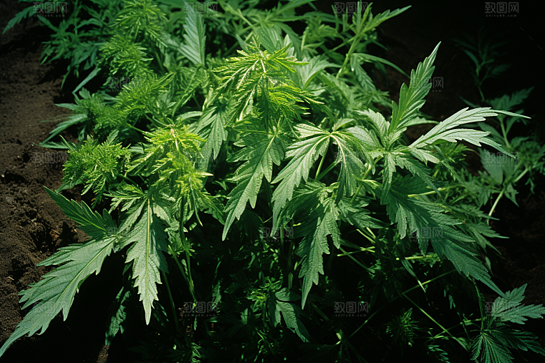 艾草糯米团高清摄影图
