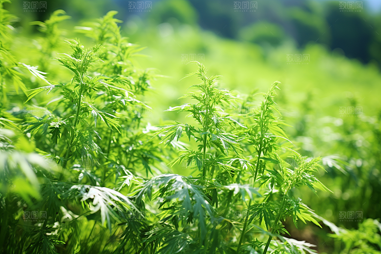 艾草糯叽叽清明摄影图