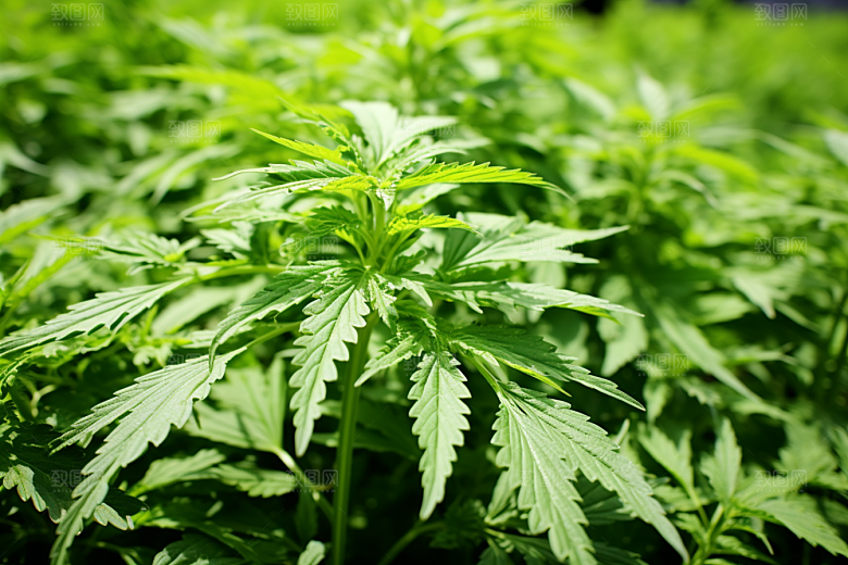 艾草糯叽叽糯米团摄影图
