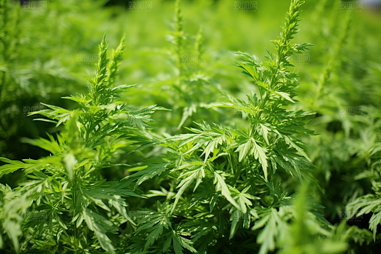 艾草蒿草糯叽叽摄影图