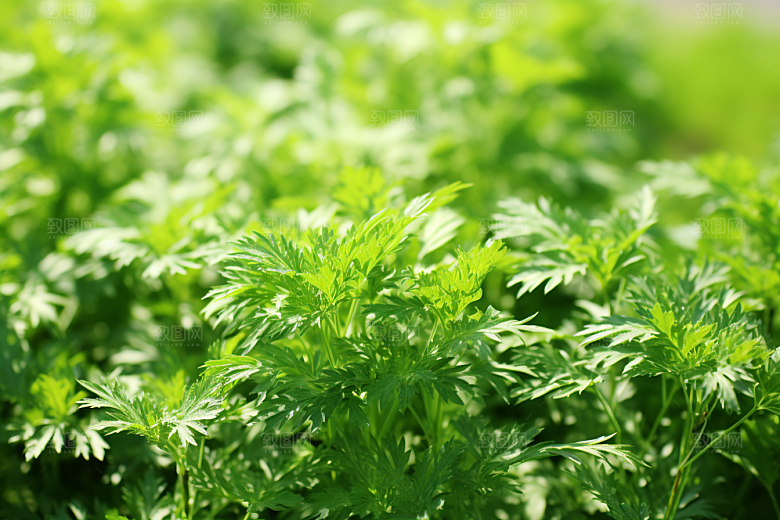 艾草清明美食摄影图