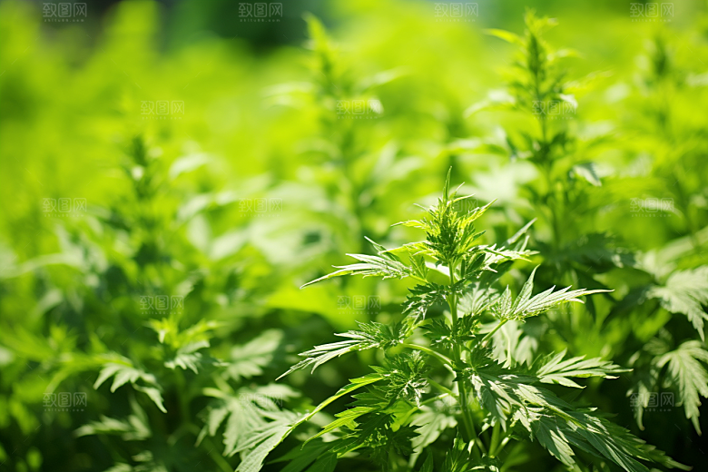 艾草中式糕点艾叶摄影图