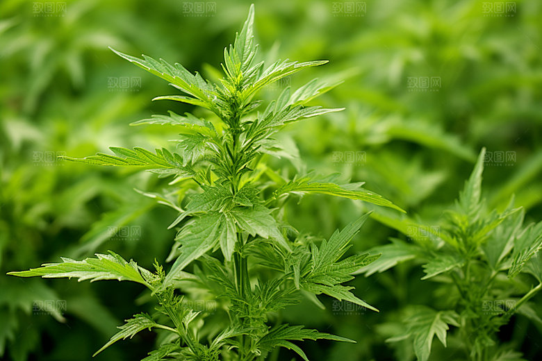 艾草清明蒿草摄影图