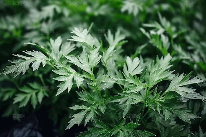 艾草青团艾叶摄影图