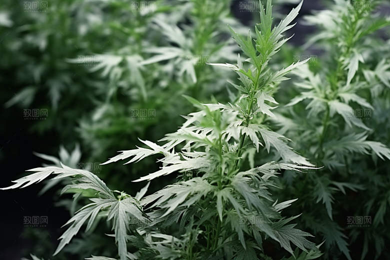 艾草高清青团摄影图