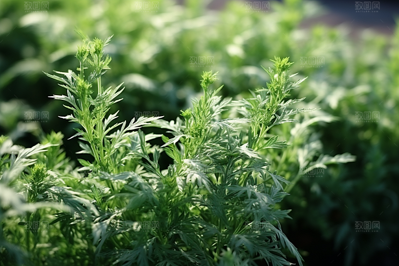 艾草美食艾叶摄影图
