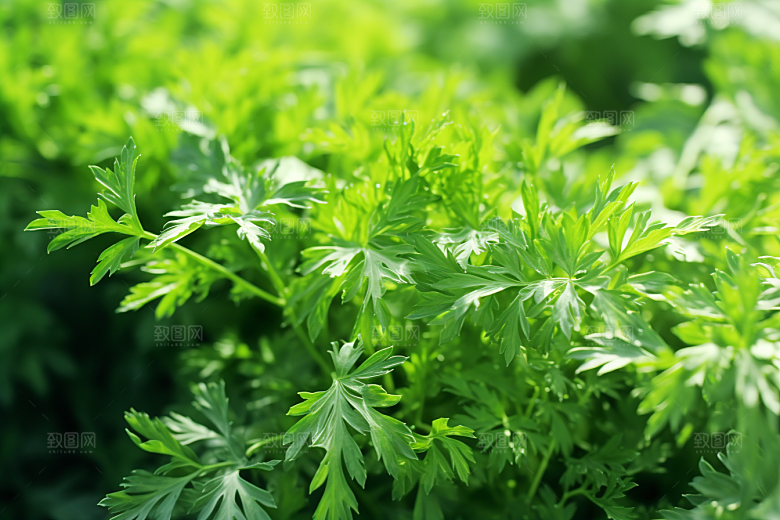 艾草美食高清摄影图
