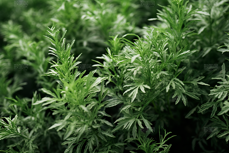 艾草清明艾叶摄影图