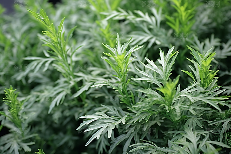 艾草糯叽叽糯米团摄影图