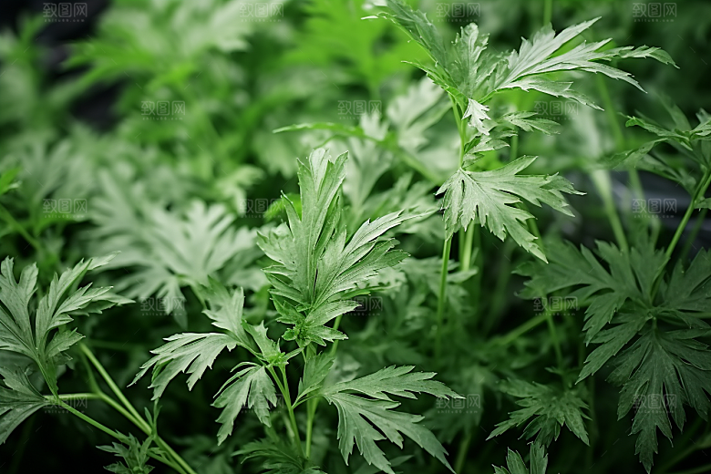 艾草清明中式糕点摄影图