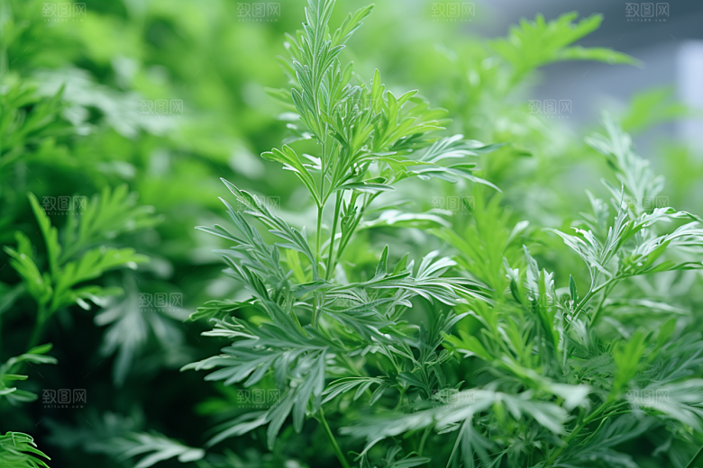 艾草清明艾叶摄影图
