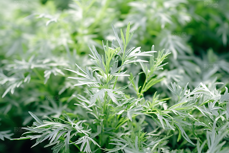 艾草传统文化糯叽叽摄影图