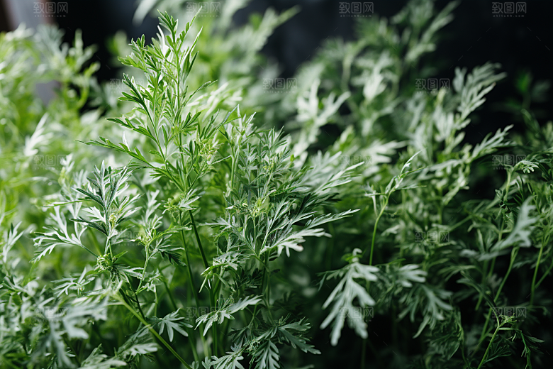 艾草青团蒿草摄影图