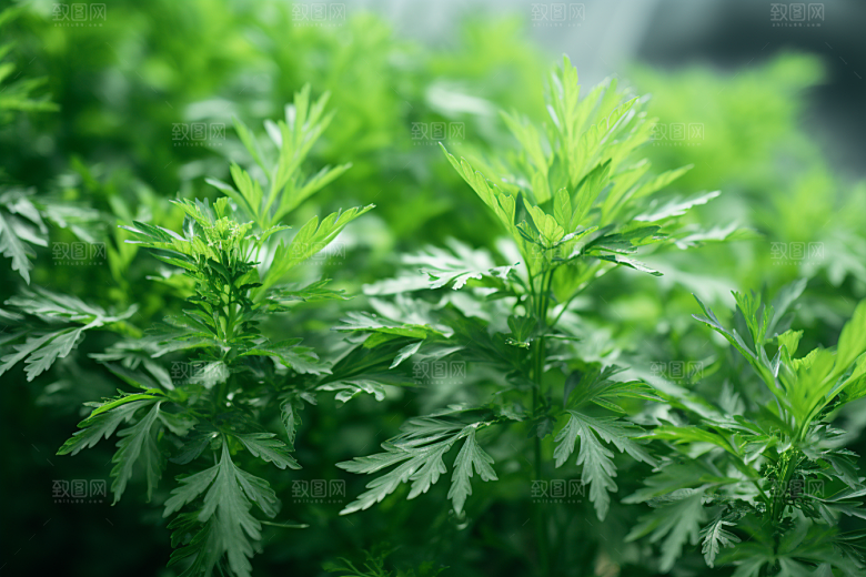 艾草糯米团美食摄影图