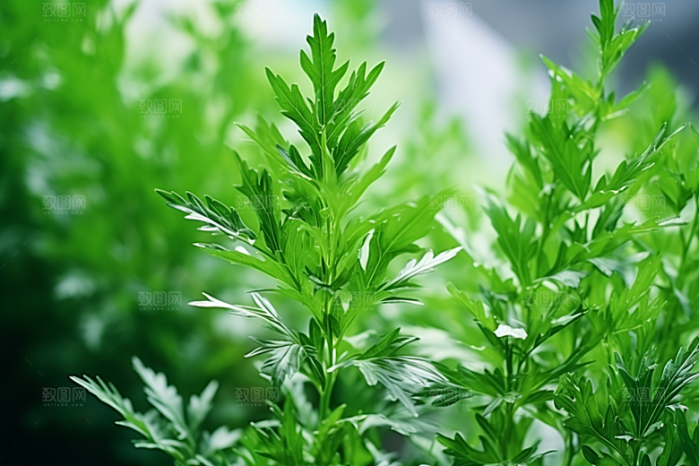 艾草清明艾叶摄影图