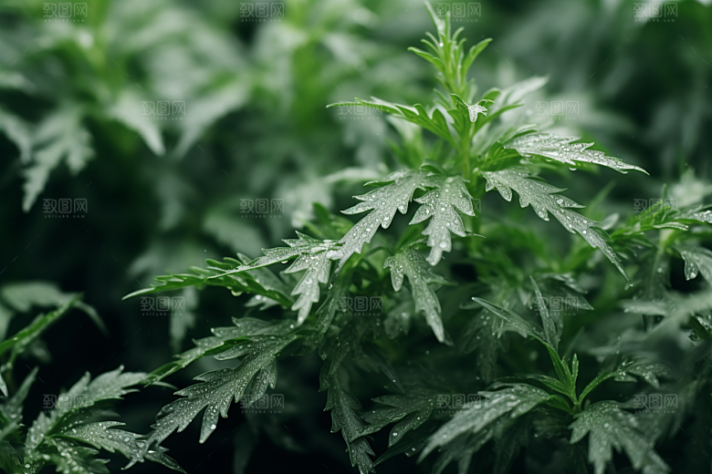 艾草高清清明摄影图