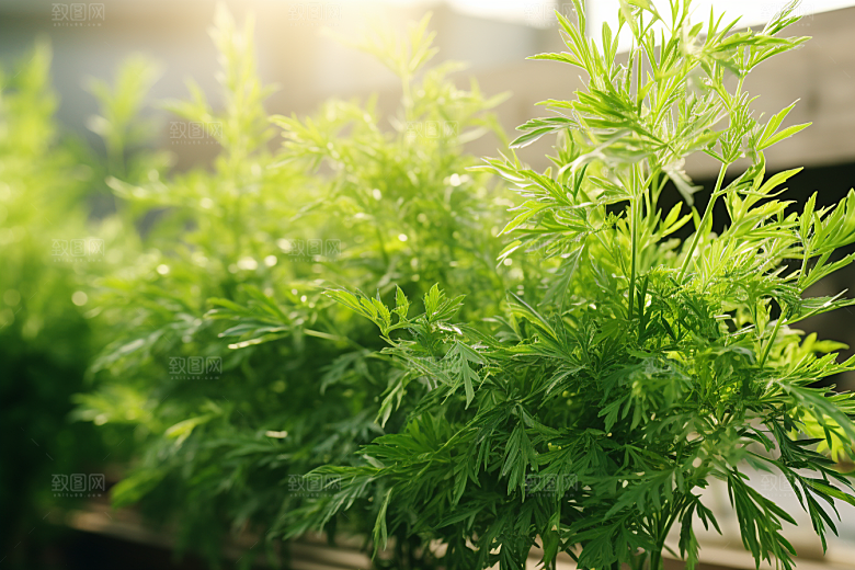 艾草青团端午节高清摄影图