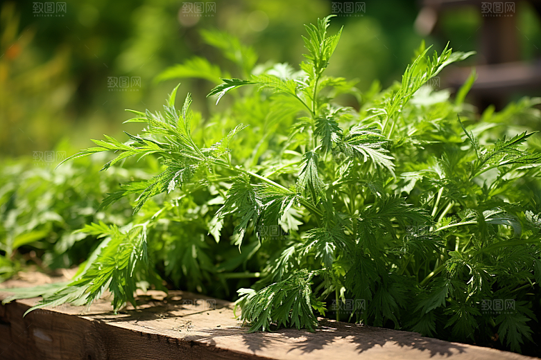 艾草青团高清端午节摄影图