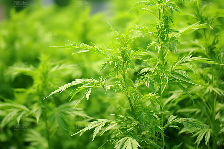 艾草青团传统美食糯叽叽摄影图