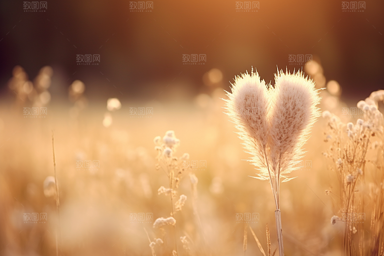 爱心高清感恩节素材