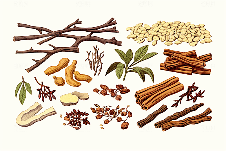 白术医学植物插画