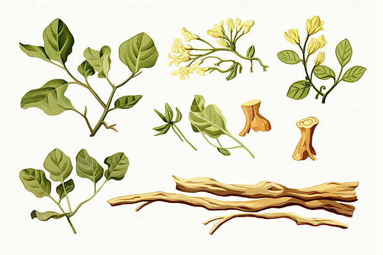 白术中草药药方插画
