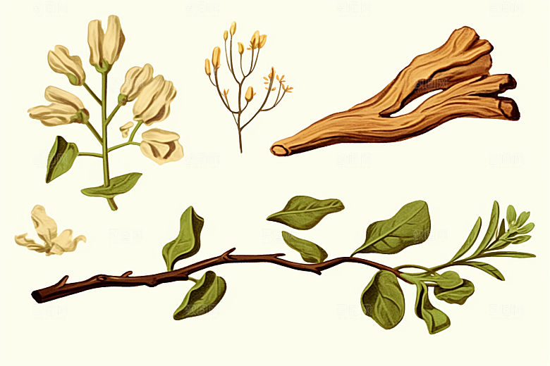 白术医疗药方插画