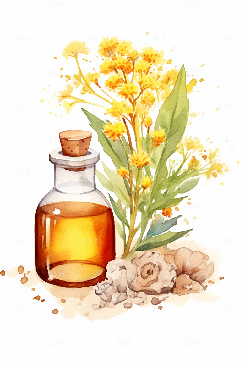 板蓝根中药材中草药插画
