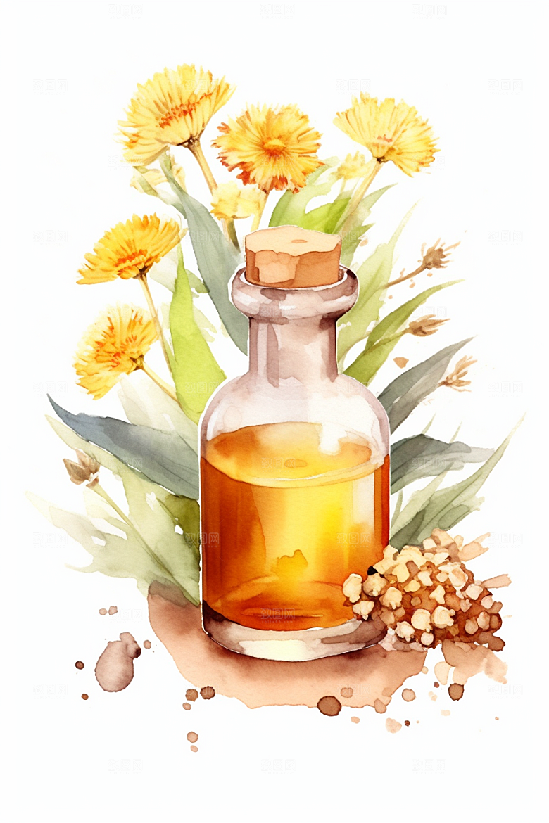 板蓝根植物保健插画