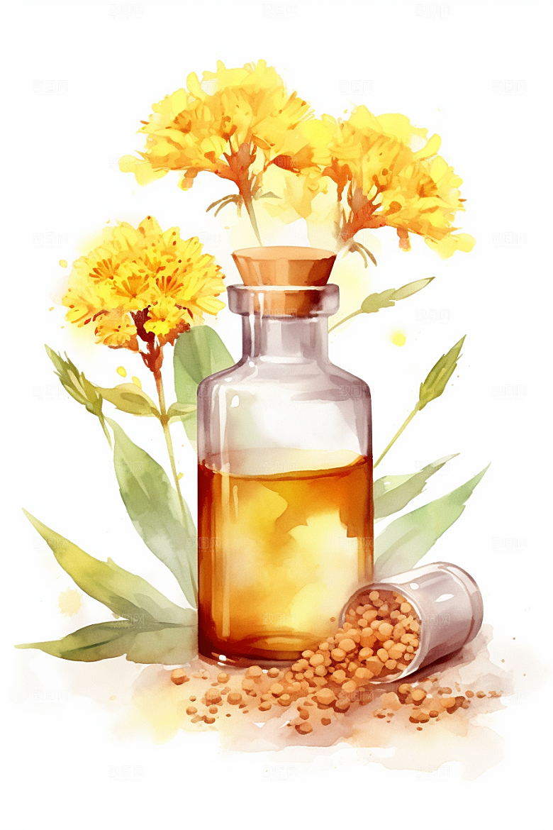 板蓝根药方植物插画