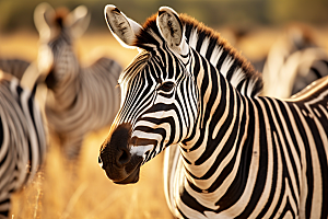 斑马野生动物非洲草原摄影图