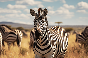 斑马非洲草原奔跑摄影图