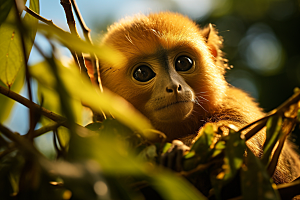 滇金丝猴自然灵长类摄影图