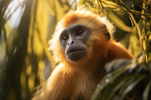滇金丝猴高清猴子摄影图
