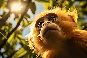 滇金丝猴生态自然摄影图