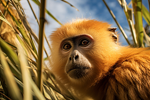 滇金丝猴生态国家一级保护动物摄影图