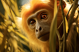 滇金丝猴高清国家一级保护动物摄影图