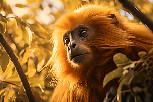 滇金丝猴野生动物猴子摄影图