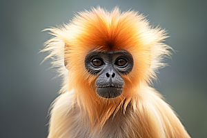 滇金丝猴环保灵长类摄影图