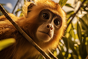 滇金丝猴野生动物生态摄影图