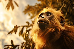 滇金丝猴灵长类环保摄影图