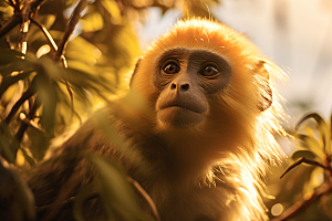 滇金丝猴猴子国家一级保护动物摄影图